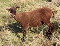 /album/fotogalerie-shetlandske-ovce/farma-beskydy-foto-cieslar-3423-jpg1/